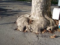 Sjov tr�rod ved strandpromenaden i Garda