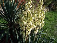 Plante ved Gardas�en