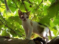 Killing ved restaurant Nikolaus