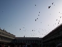 Duer p� Markuspladsen. Efter vi er kommet hjem, er det blevet forbudt at fodre duerne p� Markuspladsen.