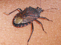 T�ge - n�rbillede