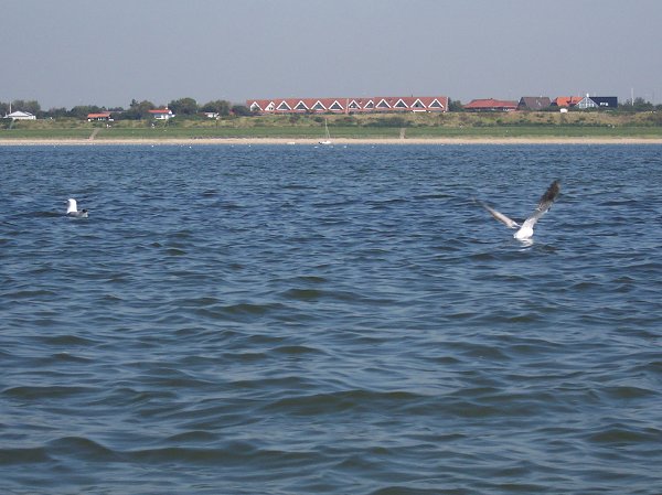 S�dding - 6. sept. 2005