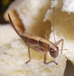 Klik og se st�rre billede