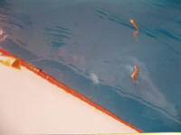 Sm� slanger i vandet, Bonnaire